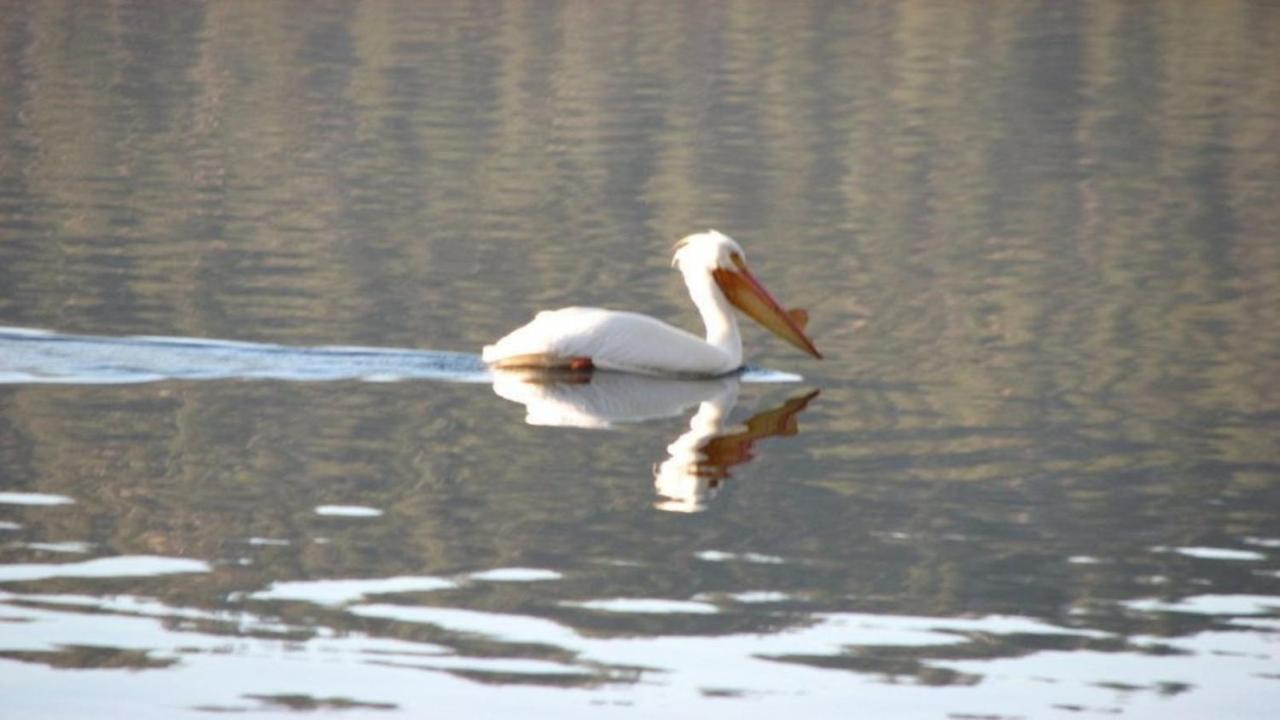 הוילה Fawnskin Feathernest On The Lake מראה חיצוני תמונה